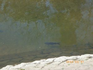 伊賀川の鯉
